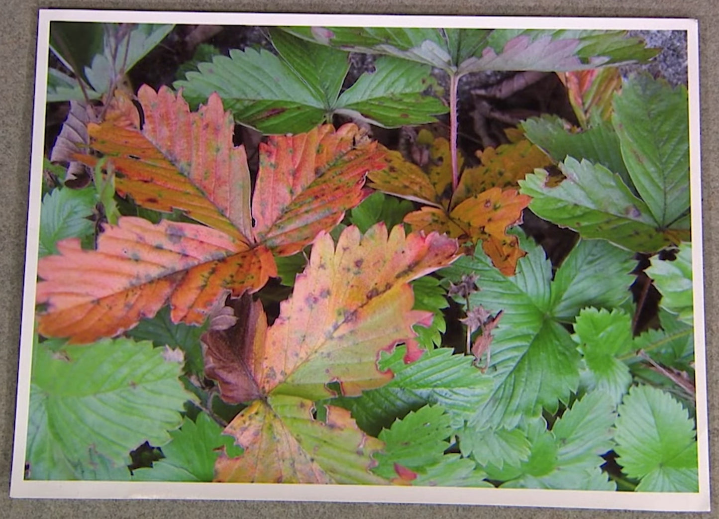 Autumn