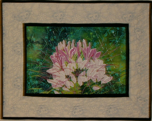 Clever Cleome'