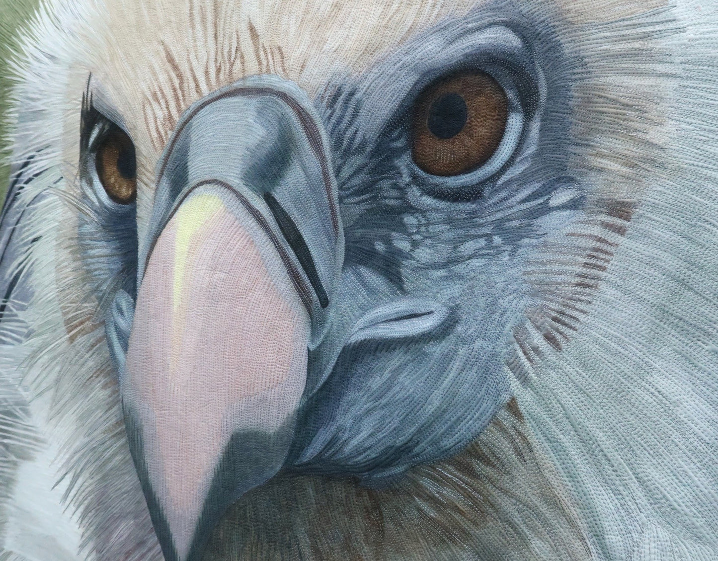 High Flying R√ºppell's Griffon Vulture