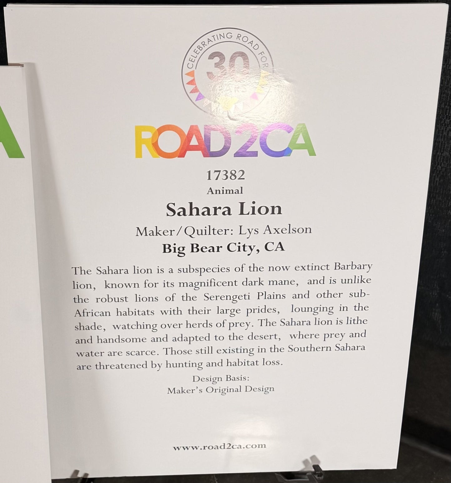 Sahara Lion