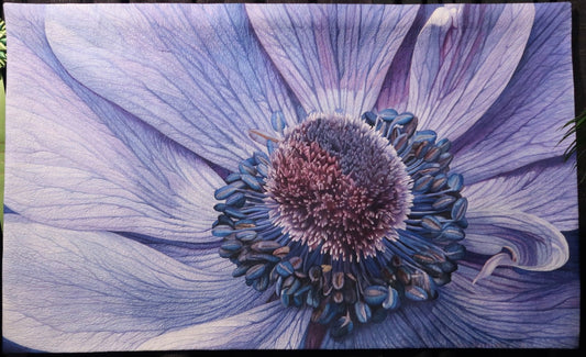 Blue Anemone