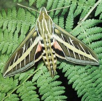Lepidopteran #5