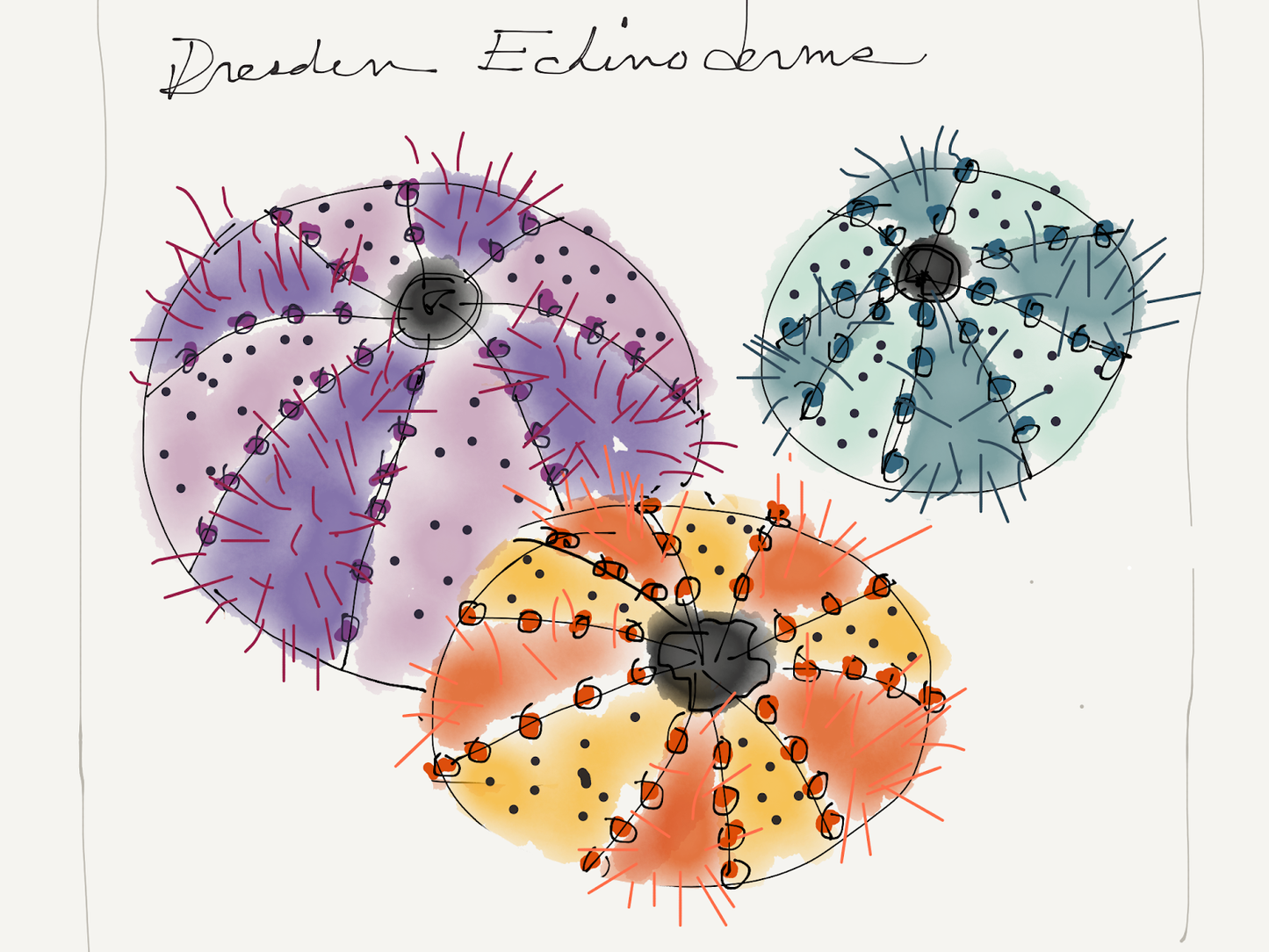 Dresden Echinoderms
